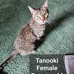 Photo of Tanooki