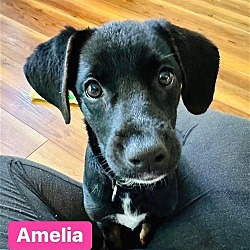 Thumbnail photo of Amelia #1