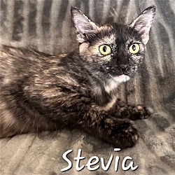 Photo of Stevia