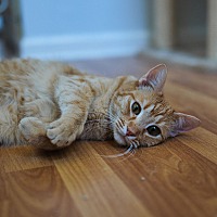 adopt a pet