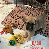 adopt a pet