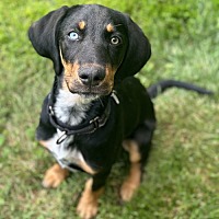 adopt a pet