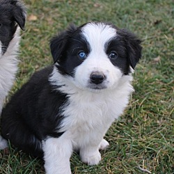 Photo of Border Collie Puppies