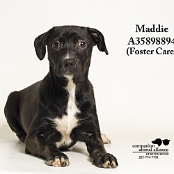 Thumbnail photo of Maddie (foster care) #2