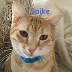 Thumbnail photo of SPIKE #2
