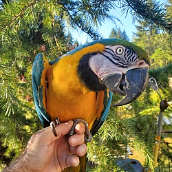 Thumbnail photo of Sandy 26 YO Blue N Gold Macaw #1