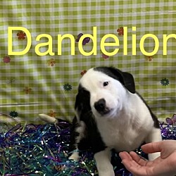 Photo of Dandelion
