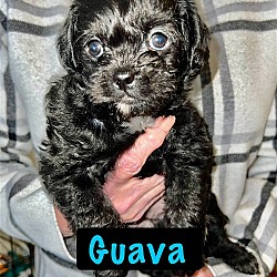 Thumbnail photo of Kiwi Pup Guava #1