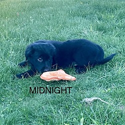 Thumbnail photo of Midnight #3