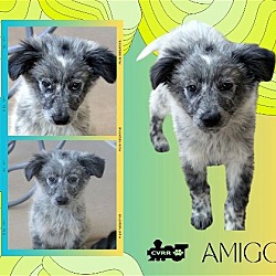 Photo of Amigo (Puppy)