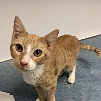 adopt a pet