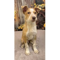 adopt-pet