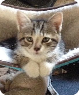 Bedford, VA - Domestic Shorthair. Meet Flora a Pet for Adoption.