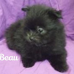Thumbnail photo of Beau #1