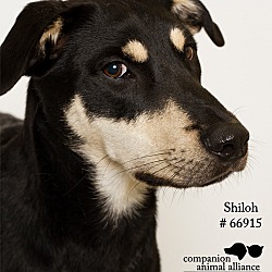 Thumbnail photo of Shiloh #2