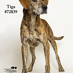 Thumbnail photo of Tiga (AKA Thunder) #1