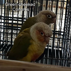 Photo of Green-cheeked Conures