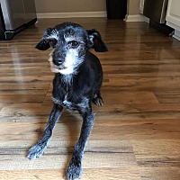Adopted Pets At Angels Among Us Animal Sanctuary In Quentin Pennsylvania