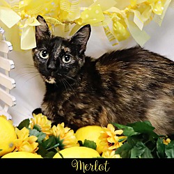 Thumbnail photo of Merlot #1