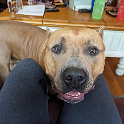 Photo of Tonka