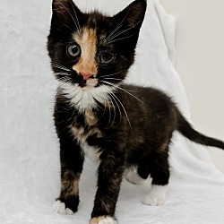 Photo of Fiesta