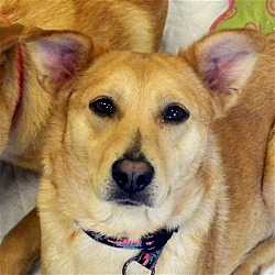 Photo of Buttercup**ADOPTED**