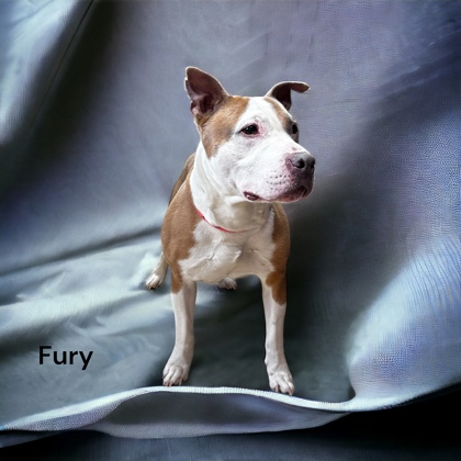 Photo of Fury