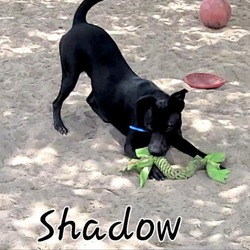 Photo of Shadow JuM