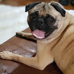 Thumbnail photo of Howard the Pug #2