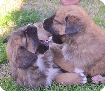 golden bernard puppies