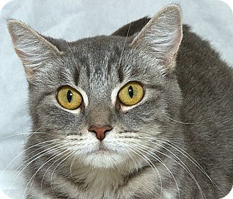 treasured pets sacramento treasured pets sacramento