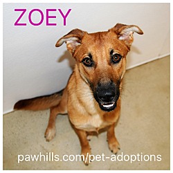 Thumbnail photo of Zoey #2
