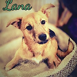 Thumbnail photo of Lana in Texarkana, TX #2