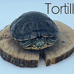 Photo of Tortilla