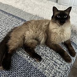 Photo of Rascal