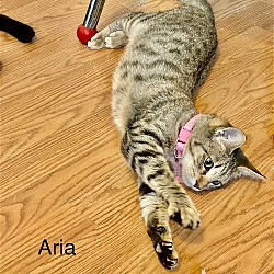 Thumbnail photo of Aria #4
