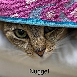 Thumbnail photo of Nugget - Declawed #3