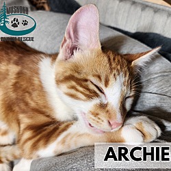 Thumbnail photo of Archie #2