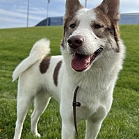adopt a pet