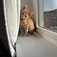 adopt a pet