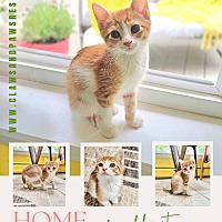 adopt a pet