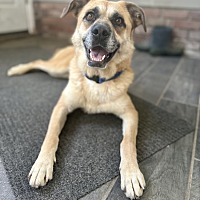 adopt a pet