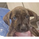 Adopt A Pet :: Mac - Jackson, MI