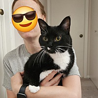 adopt a pet