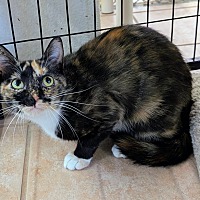 adopt-pet