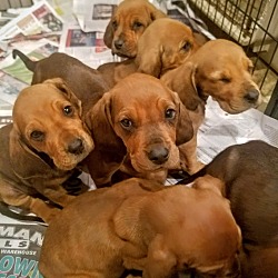 Thumbnail photo of Bloodhound pups! *ADOPTED!* #2
