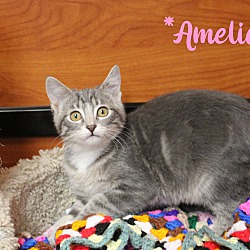 Thumbnail photo of Amelia #1