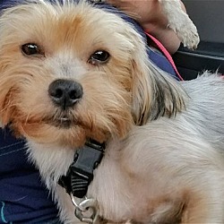 Marrero, LA - Yorkie, Yorkshire Terrier/Maltese. Meet Ruby HW + (In ...