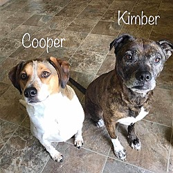 Photo of Kimber (Bonded with Cooper)