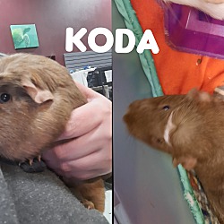 Photo of Koda